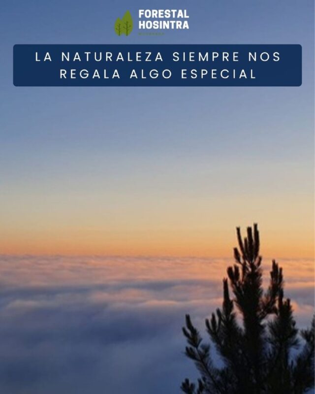 Así comienzan muchas de nuestras jornadas: rodeados de naturaleza, con vistas que impresionan y con la misma ilusión de siempre por hacer bien nuestro trabajo. 🌲🚜

Porque el monte nos regala momentos como este, y nosotros ponemos el esfuerzo para aprovechar cada día al máximo. 💪

¡Así da gusto empezar la jornada! 🙌

#ForestalHosintra #SectorForestal #Naturaleza #MaquinariaForestal #TrabajoEnElMonte #Amanecer