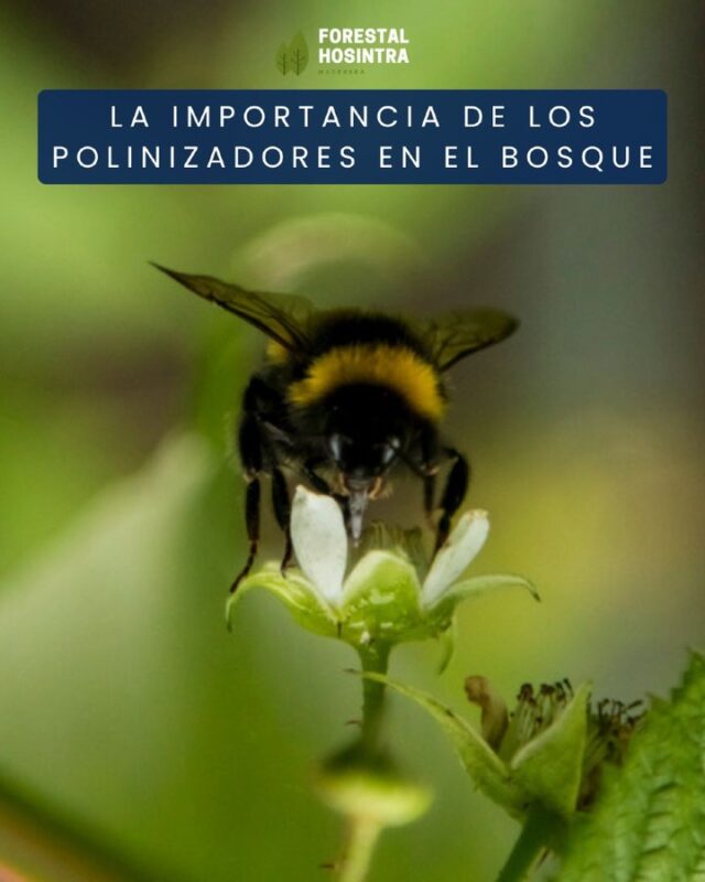 🐝🌼 En el monte no todo son árboles y maquinaria. También hay trabajadores silenciosos que hacen una labor fundamental: los polinizadores. Gracias a ellos el monte se regenera, crece con más fuerza y mantiene su biodiversidad. Por eso es tan importante cuidar el entorno y respetar sus ciclos naturales. 🌲💚

En Forestal Hosintra lo tenemos claro: cuidar el monte también es cuidar a quienes lo mantienen lleno de vida. 🐝✨

#ForestalHosintra #Polinizadores #CuidadoDelMonte #Biodiversidad #MonteVivo